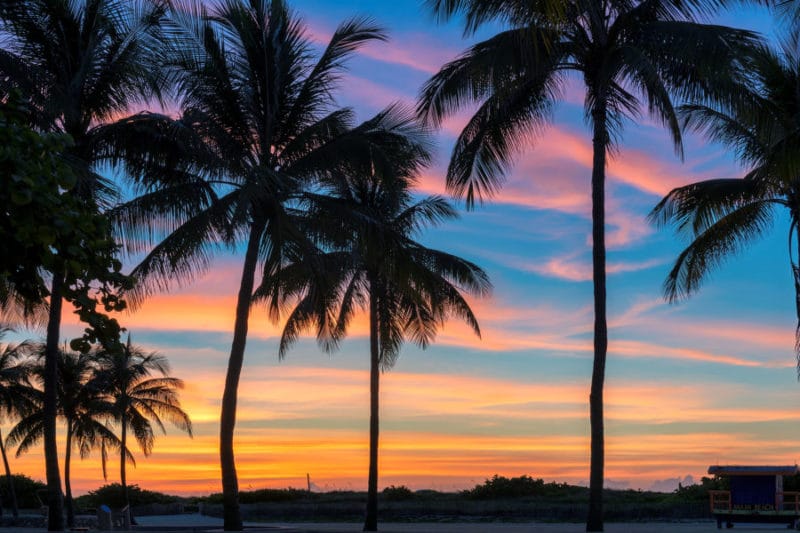 Silhouettes of palm trees in Palm Beach County Florida.