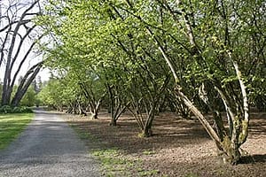 tree lined path near the drug rehab center near Springfield, Oregon