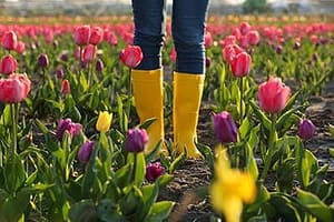 person standing in tulip field in yellow boots at the drug rehab center near Woodburn,Oregon