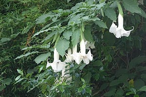 Devils breath flower contains scopolamine and leads to scopolamine addiction