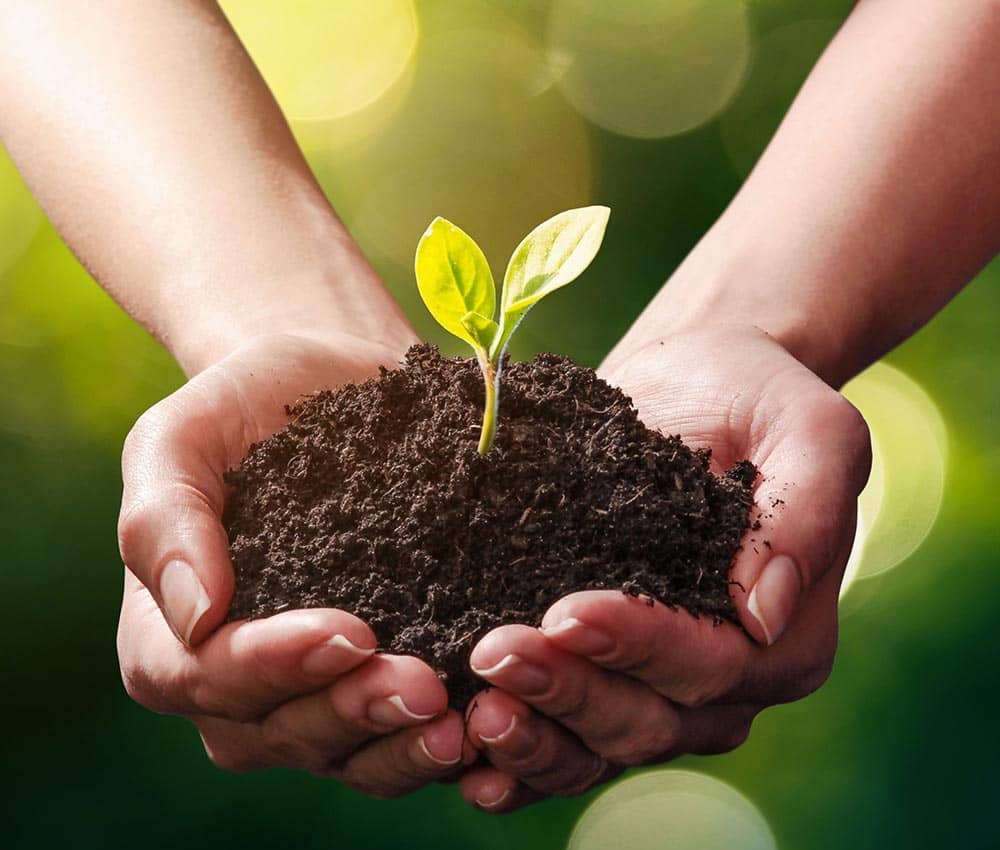 Seeds to Recovery