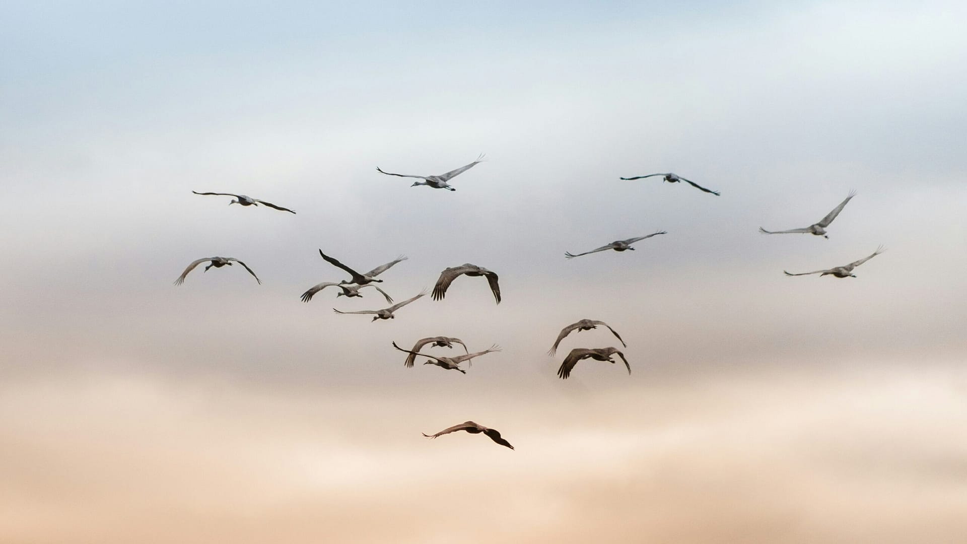 Flock of birds flying together in a soft pastel sky at sunset
