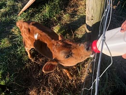 Calf Drinking Milk