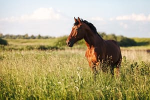 a horse at an equine therapy pasture