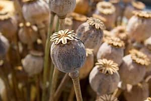 Opium poppies are part of the opium definition