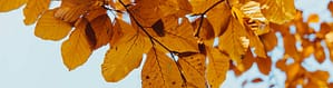 A tree's leaves in seasonal change, representing how systems adapt when conditions shift