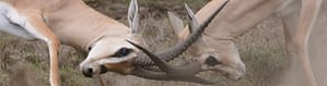 Two ibex locking horns