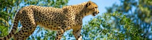 a cheetah adapting to its environment and a different terrain than the plains