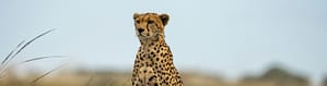 A resolute cheetah stares across an open plain