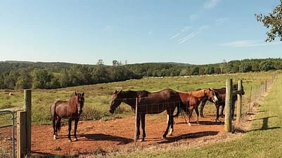 horses for equine therapy at a teen mental health treatment center