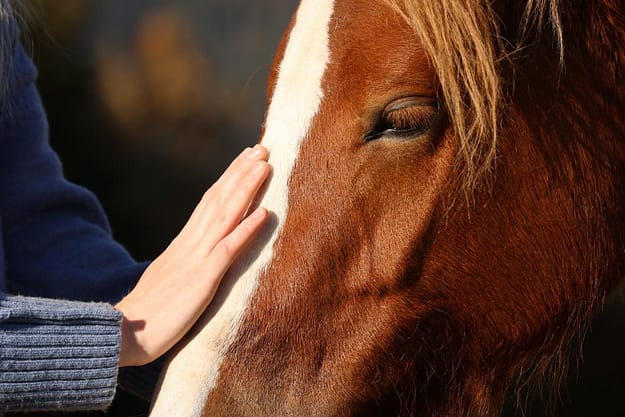 A horse being petted as part of an equine therapy program
