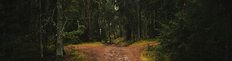 Paths diverging in the woods