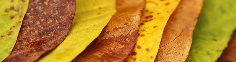 Leaves in autumn layered one on top of the next which serves as a metaphor for how layering your health risk assessment (HRA) across multiple channels helps patients discover your healthcare services in more places.