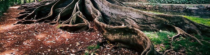 Large tree with deep, exposed roots spreading across the ground