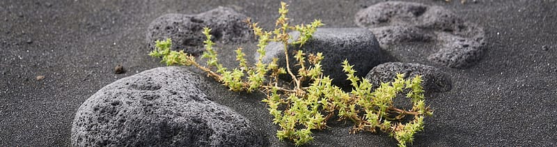 small plant growing in black rocks