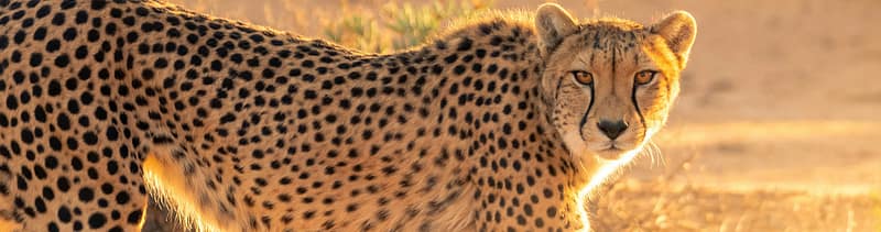 a cheetah in the early morning hours of a hunt shortly after sunrise