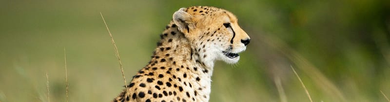 Cheetah sitting alert in tall green grass, looking into the distance