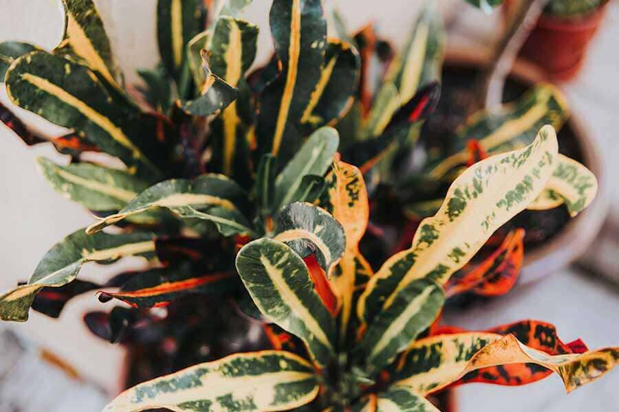 Green and Yellow Rushfoil House Plant